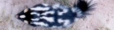 Island spotted skunk - NPS Photo
